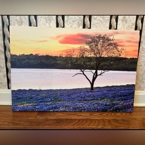 NEW Texas Bluebonnets Landscape Sunset Canvas Wall Art Photography 16” x 24”